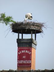 A stork! We loved them!